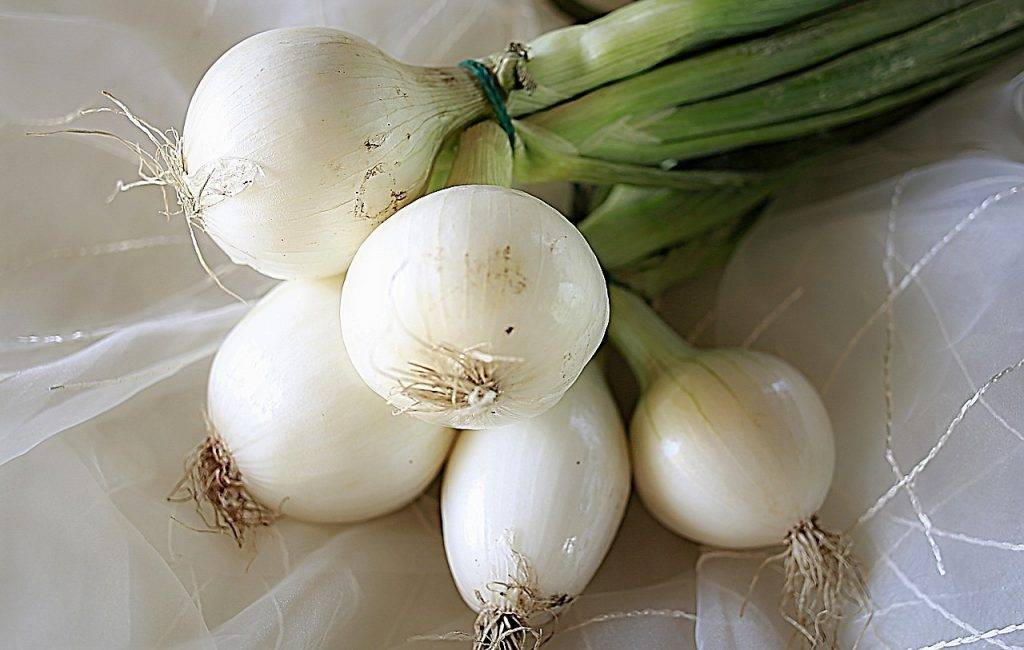 cebolla blanca